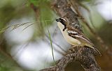 White-browed Sparrow-Weaver